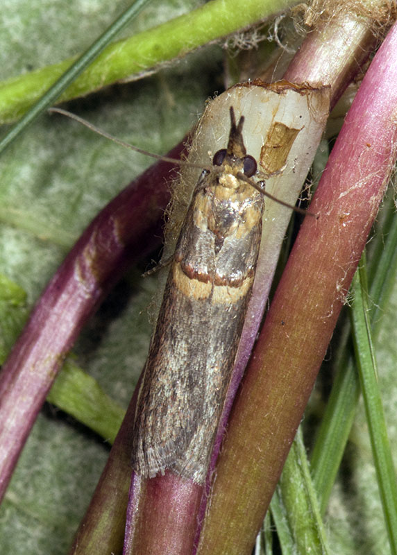 Etiella zinckenella - Pyralidae